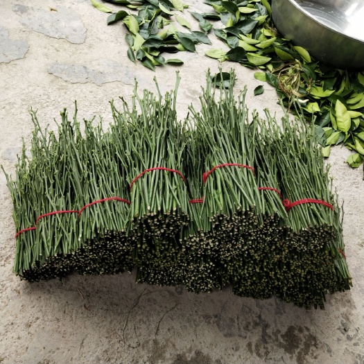 秀山纽荷尔脐橙枝条 纽荷尔枝条