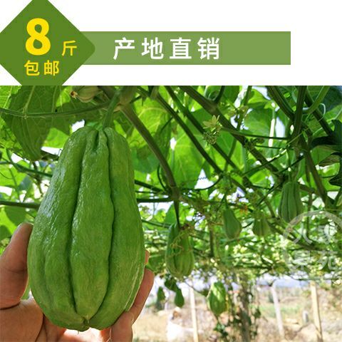 建水县 云南新鲜现摘佛手瓜窝瓜寿瓜高原农家自种