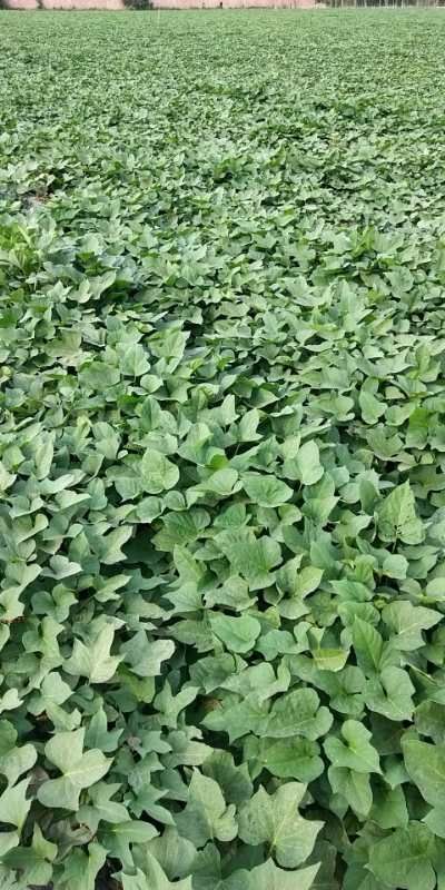 烟薯25号红薯苗 烟薯25苗子大田苗