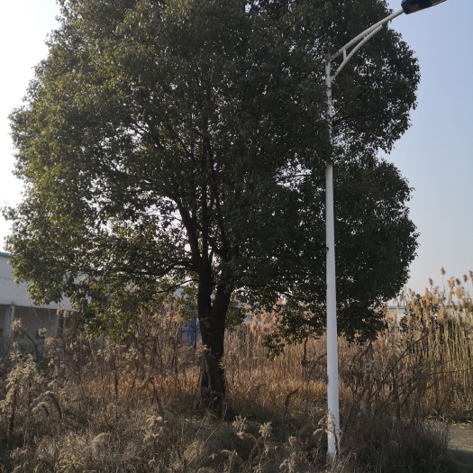 仪征市全冠香樟 有多种树，广玉兰，合欢，桂花，等厂里拆迁，可一次性谈价格优惠