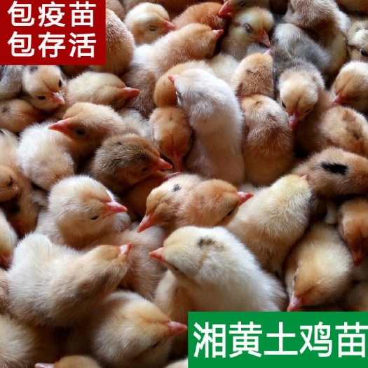 衡阳衡阳湘黄土鸡苗厂家直销量大从优质量保证