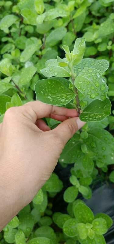 铅山县蔓荆子苗 江西单叶蔓荆子千插苗