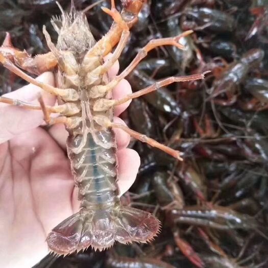 江陵县 优质小龙虾虾苗