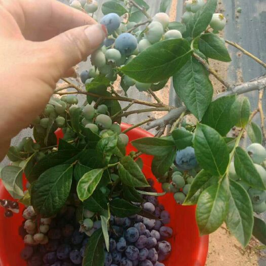 连云港蓝丰蓝莓 10 - 12mm以上 鲜果