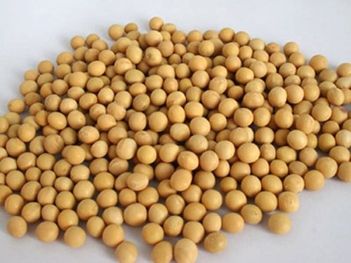 武汉黄大豆 生大豆 3等品
