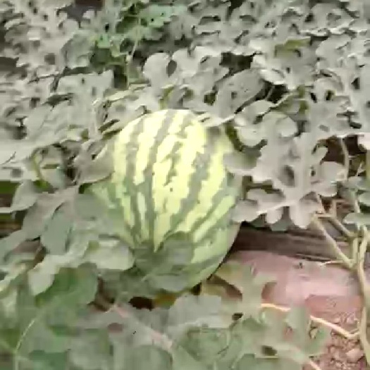 渭南金城5号苗