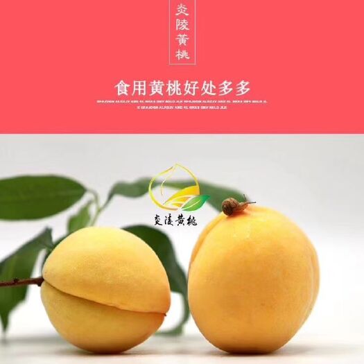 炎陵县 吃过最好吃的黄桃～炎陵高山黄桃～
