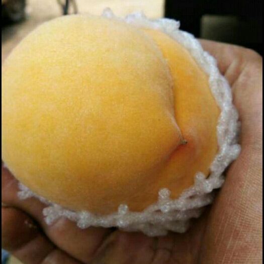 徐州黄金蜜1号 大量上市