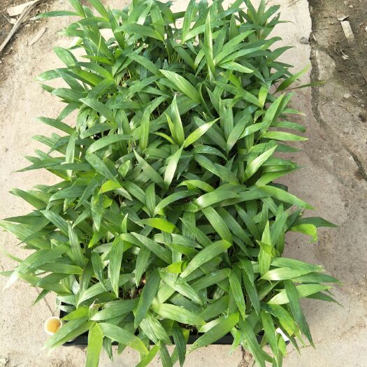 佛山富贵椰子种苗观叶盆栽净化空气