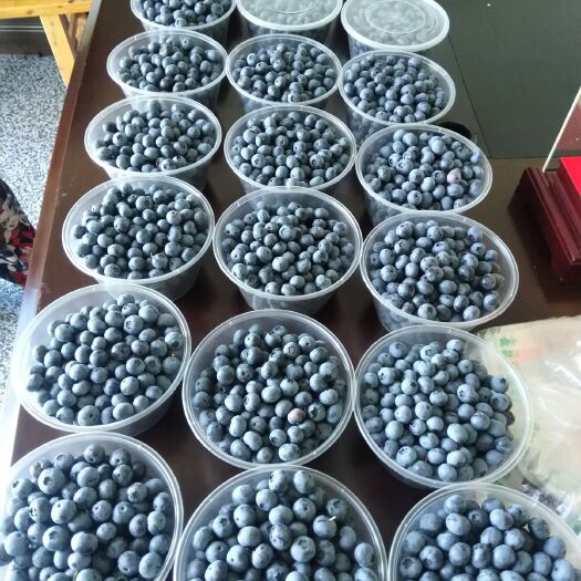 开江县兔眼蓝莓 2 - 4mm以上 鲜果 