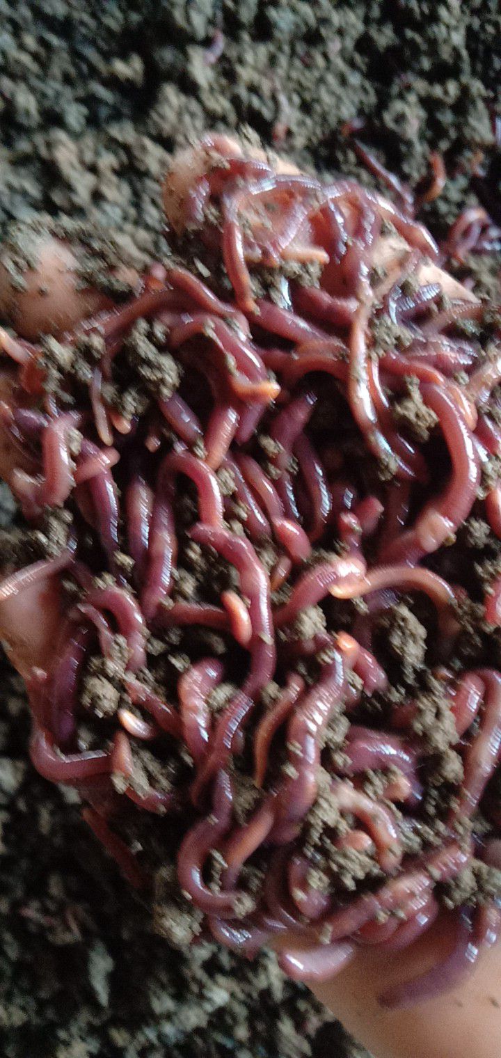 污泥蚯蚓