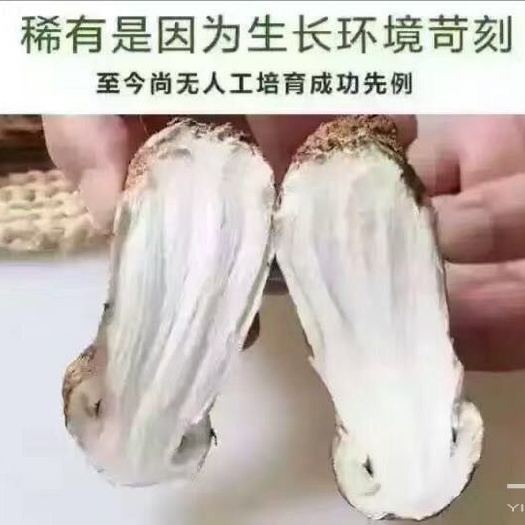 重庆市红葱菌 大量销售各种菌