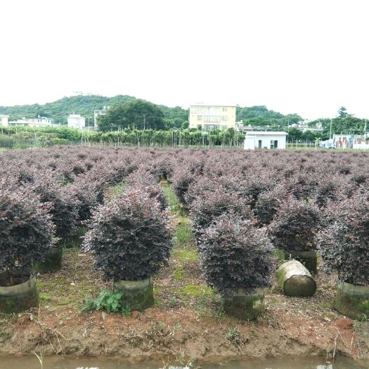 揭阳 红花继木球