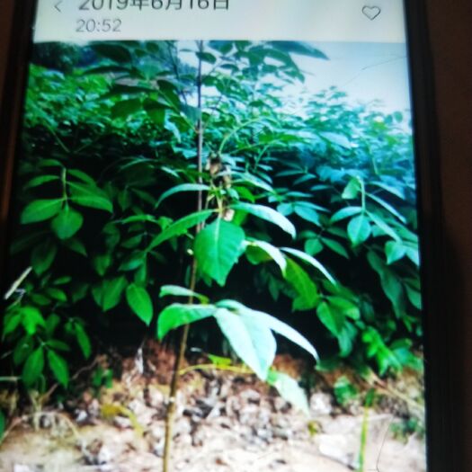 泾县 中花吴茱萸苗