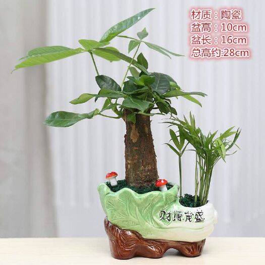 盆栽发财树 发财树盆栽室内花卉小盆景办公室绿色植物客厅招财金钱树盆栽绿植