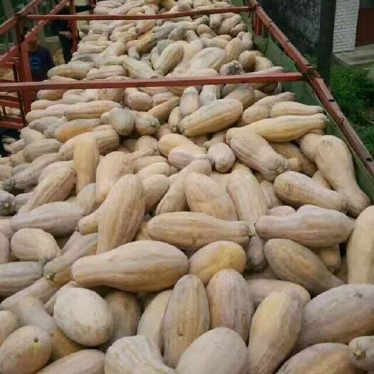 嘉鱼县蜜本南瓜  精品南瓜大量上市，质量保证
