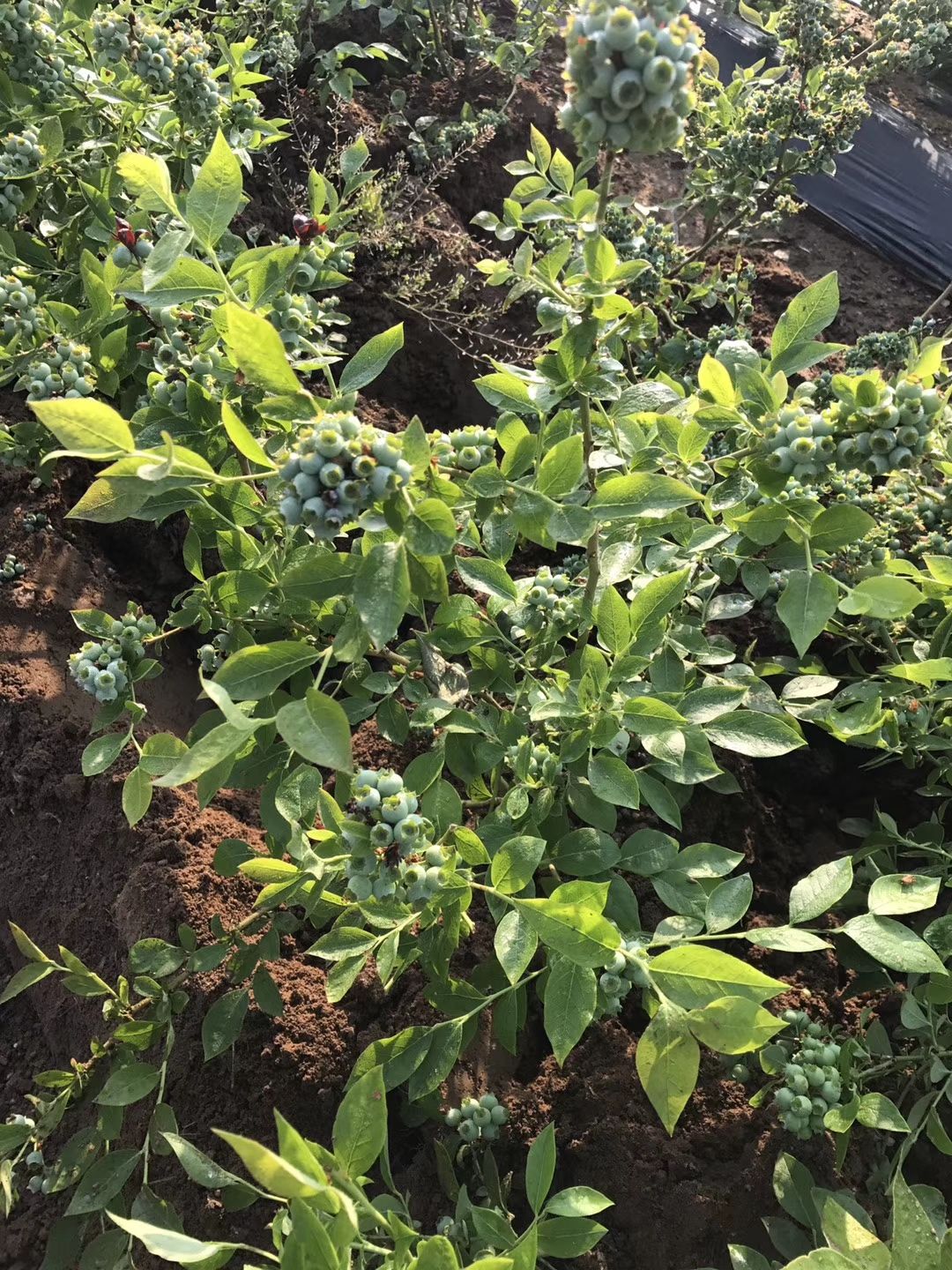  蓝莓苗薄雾南大黑珍珠北春盆栽地栽苗
