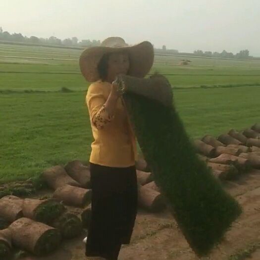 石家庄 草坪草种植基地