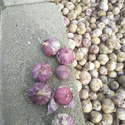 黑山县紫皮独头蒜 辽宁拉拉屯独头蒜大量上市，诚信代收，全国发货