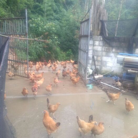 凌云县 丛林土鸡