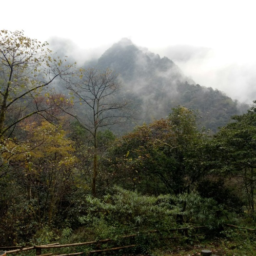 茂县 细辛