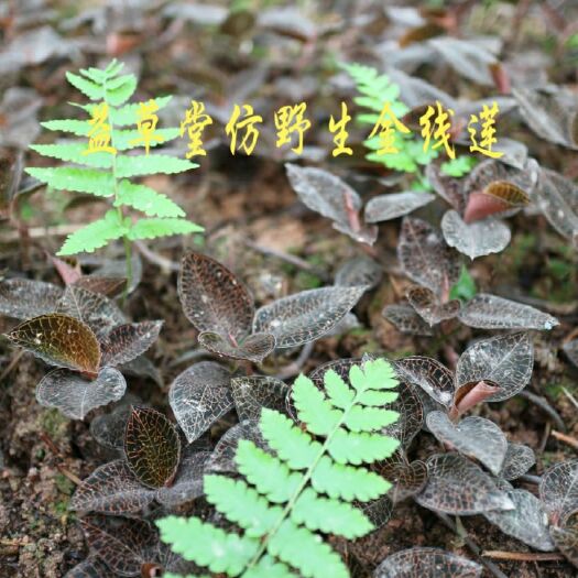 永丰县 六个月林下金线莲干品40斤 好货不多 低价出售 欲购从速
