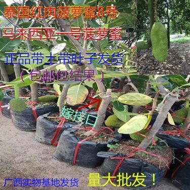 灵山县四季菠萝蜜苗 一号泰8号菠萝蜜红肉5号菠萝蜜南