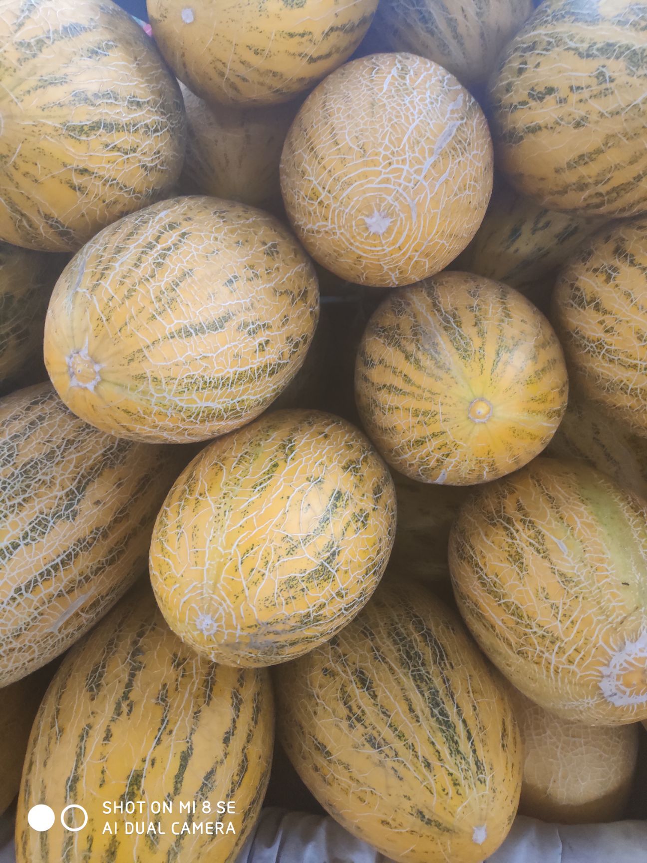 金凤凰哈密瓜 2斤以上