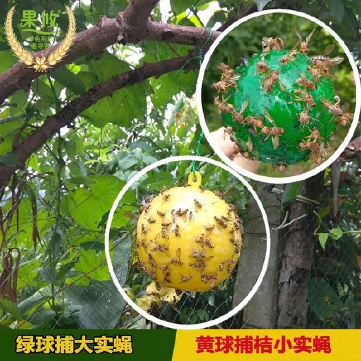东阳市＜包邮＞诱蝇球诱捕器粘虫球柑橘针蜂蚊虫球橘子树果实蝇诱捕器