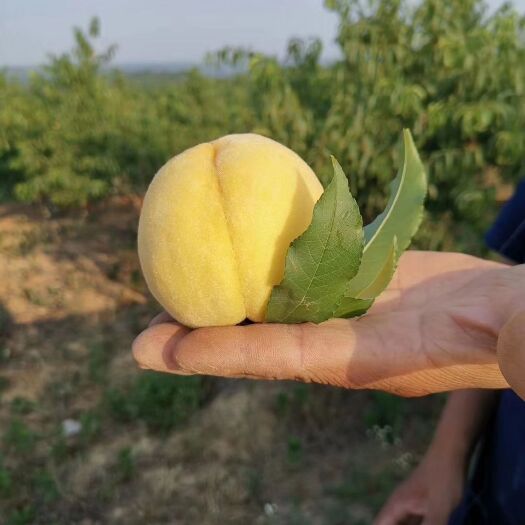 随州 黄桃类