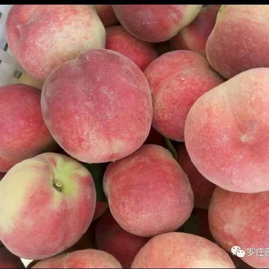 武城县 现有蜜桃30万斤，急售，价格低