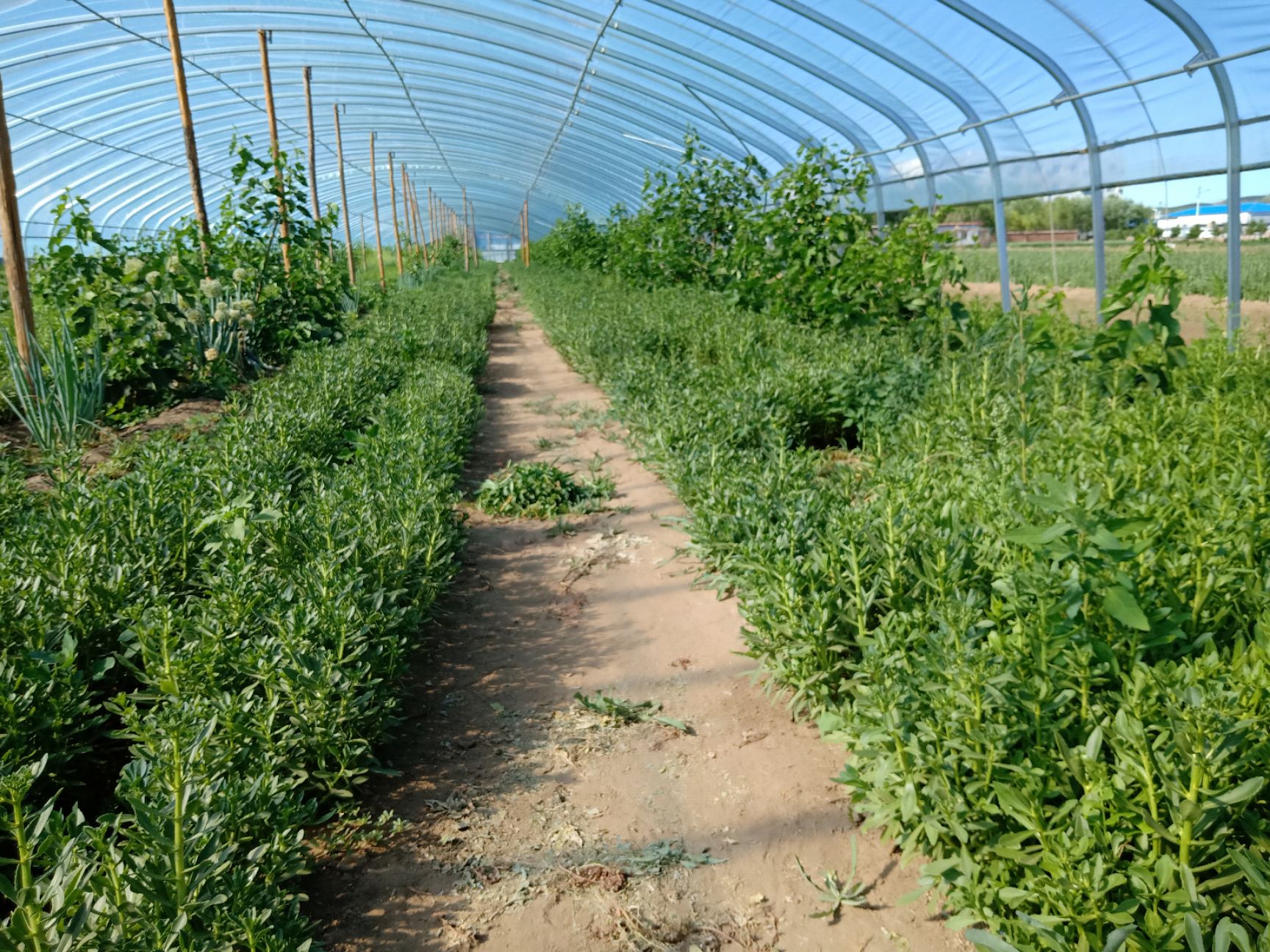  救心菜，救心菜苗