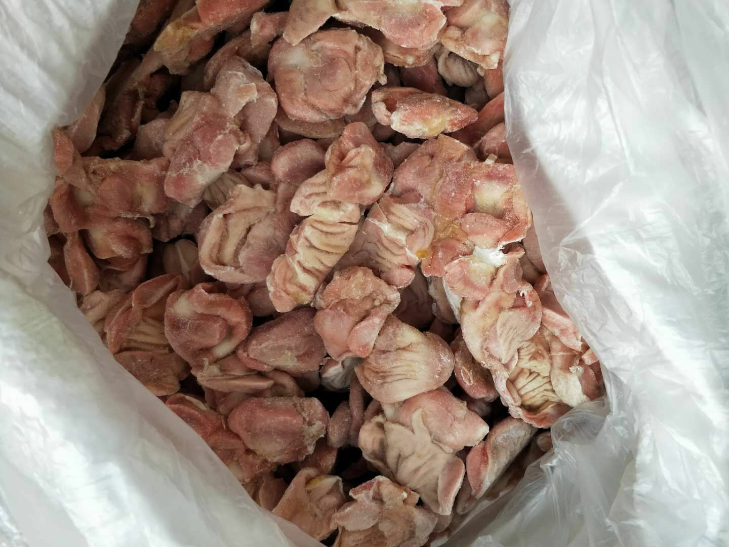  蛋鸡鸡胗