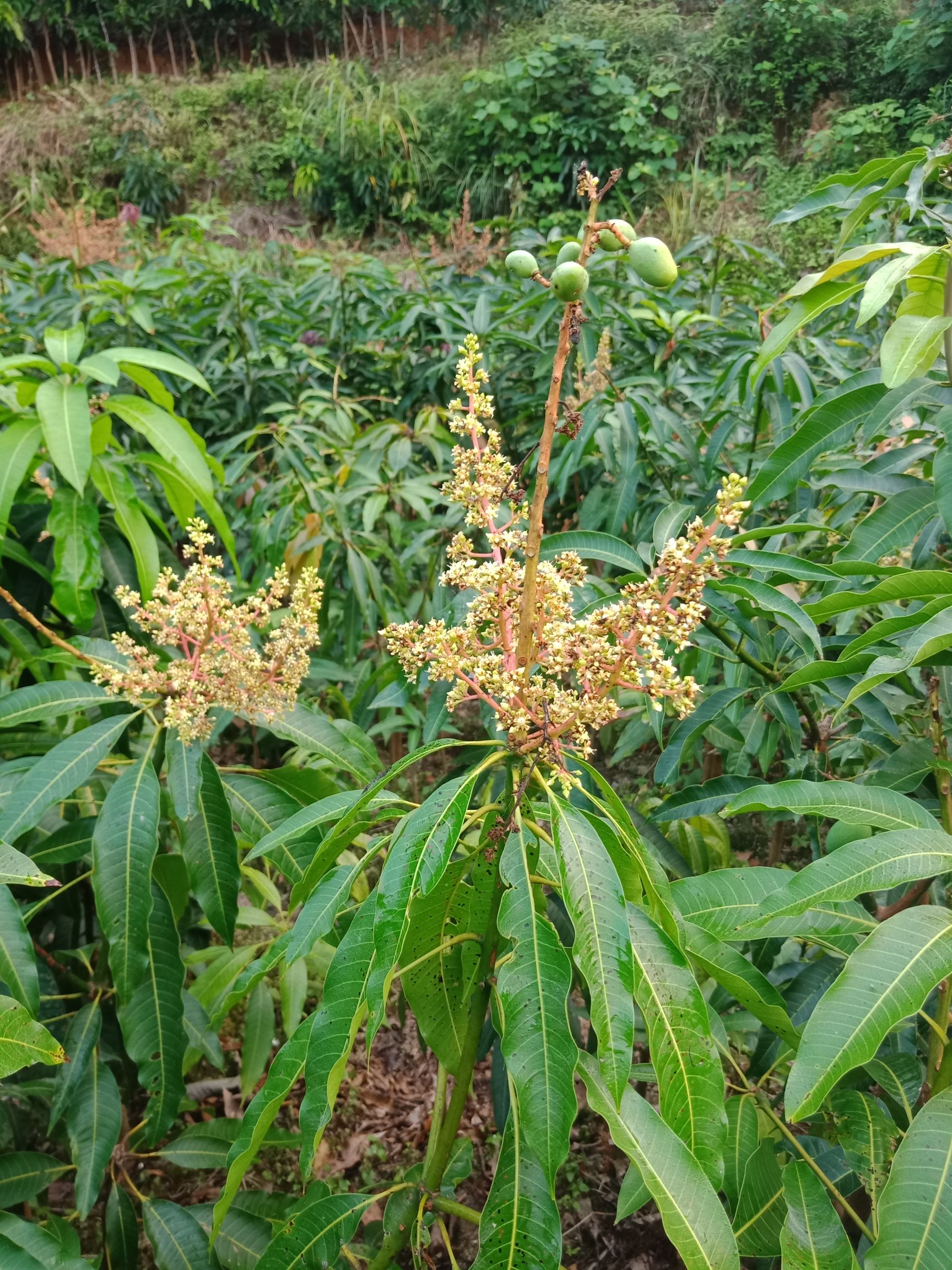 桂七芒果苗  3年苗地径3公分大带土球发货的