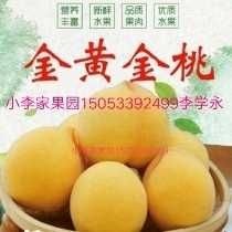 沂源县 金黄金黄金脆黄桃