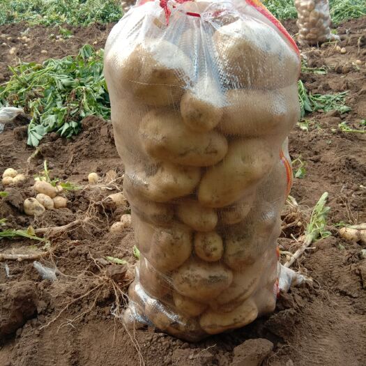 保定荷兰15号土豆 2两以上