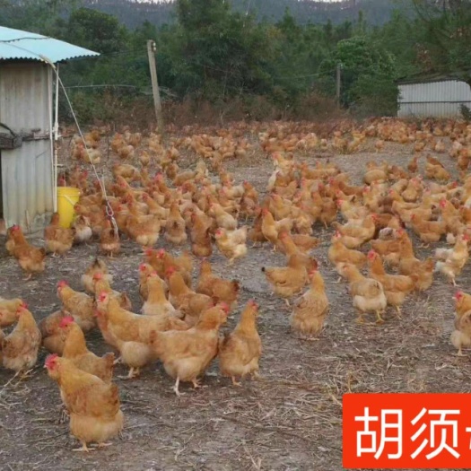 广州 鸡苗 胡须鸡苗