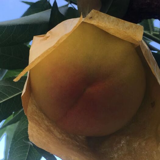 常州 阳山水蜜桃