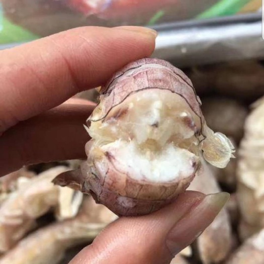 长春 熟冻皮皮虾，12公分，每斤18-20只，一箱五斤