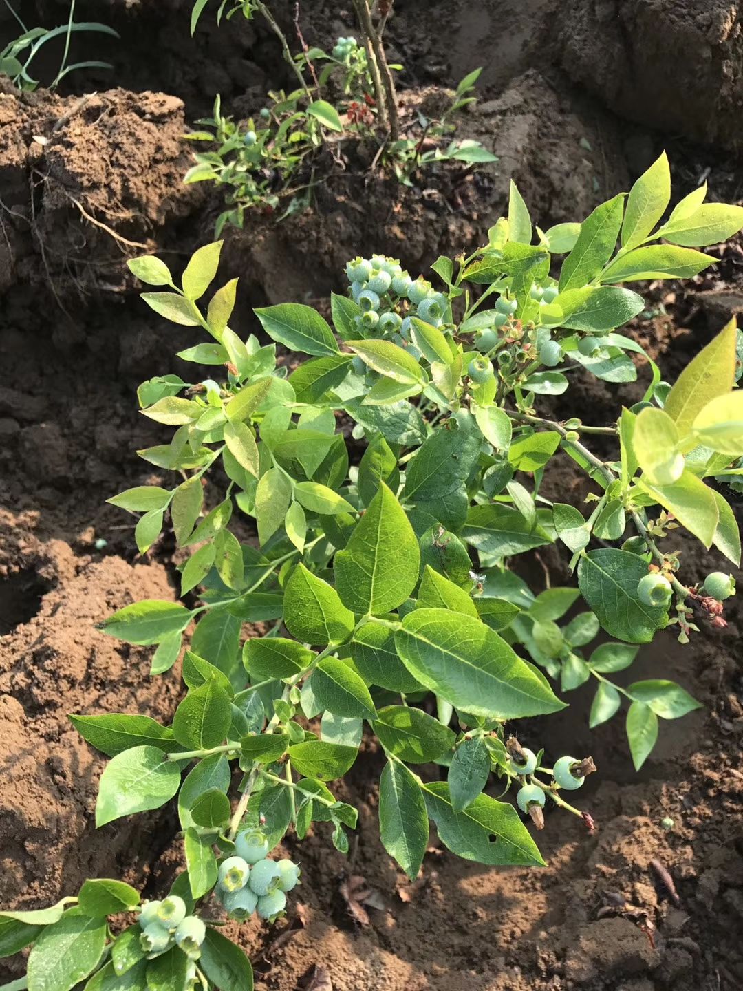  蓝莓苗薄雾南大黑珍珠北春盆栽地栽苗