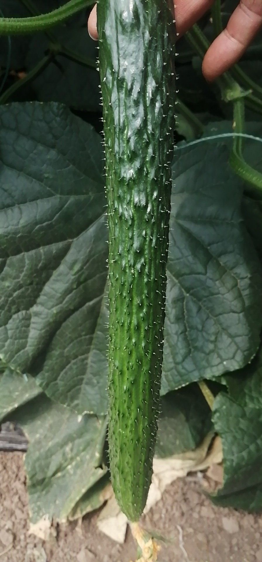 黄瓜种苗 黄瓜苗