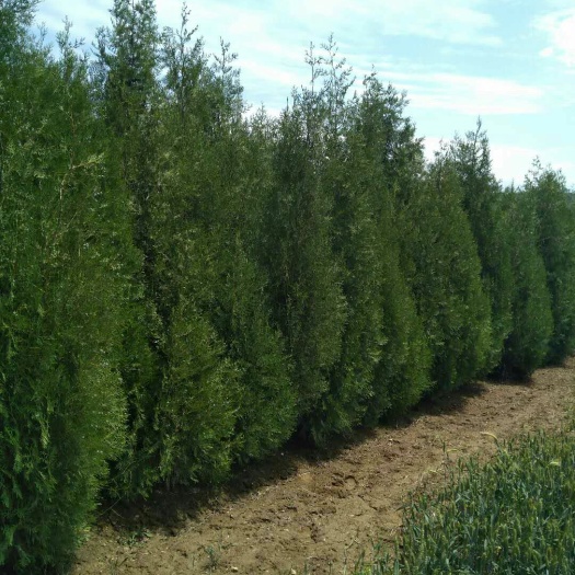 岐山县圆枝侧柏 3米至3米5侧柏，脱腿不大于30公分，无烧膛有需要的联系