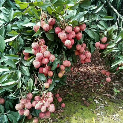灵山县桂味荔枝苗 桂味劦枝苗