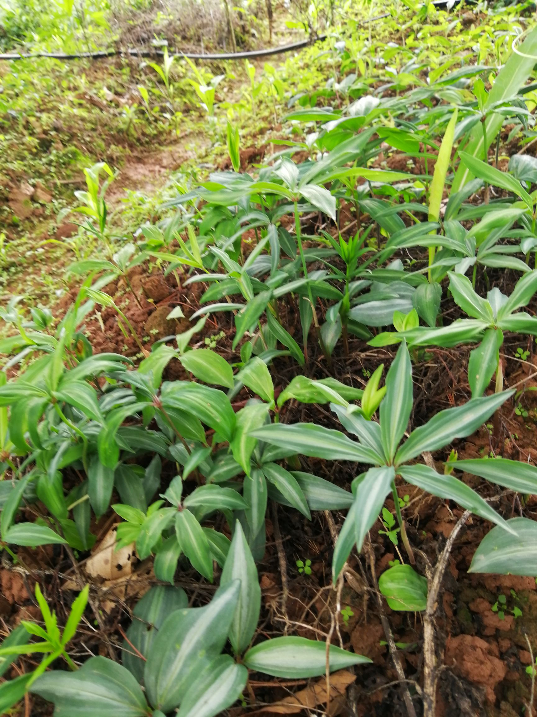 黄精种苗 滇黄精块茎红花苗（2年苗）
