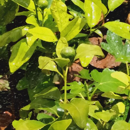 元谋县金煌芒果苗 十余种果苗出售，无花果苗，沙糖桔苗，沃柑苗白香果苗长果桑椹苗