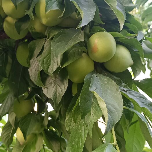保定 现有大量李子上市价钱合理，