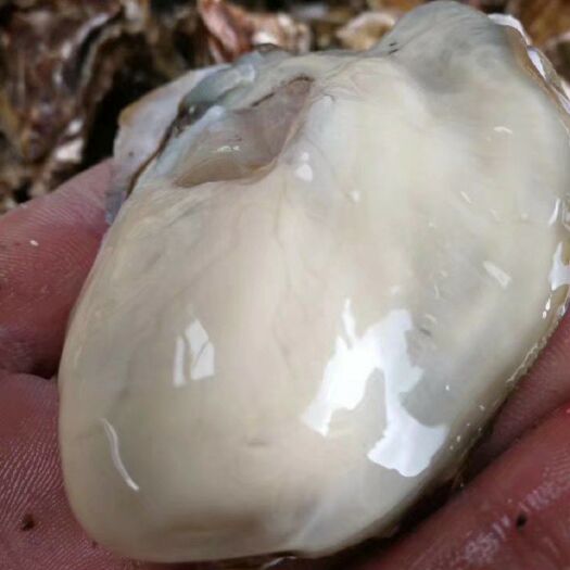 威海北海牡蛎 威海生蚝，肥度杠杠的