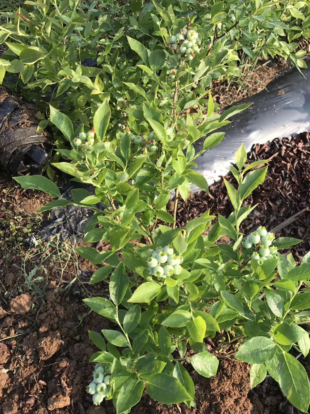  蓝莓苗薄雾南大黑珍珠北春盆栽地栽苗