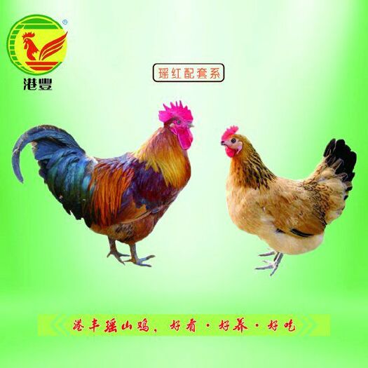 南宁红瑶鸡苗 港丰瑶鸡，好吃，好看，好养，好品质，值得信赖