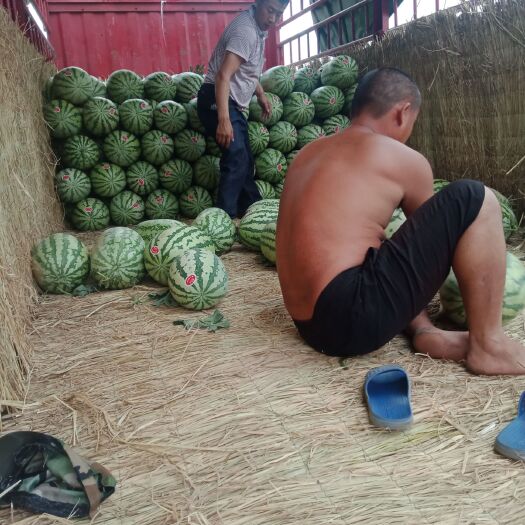 大荔县金城5号西瓜 10斤打底 8成熟 1茬 无籽